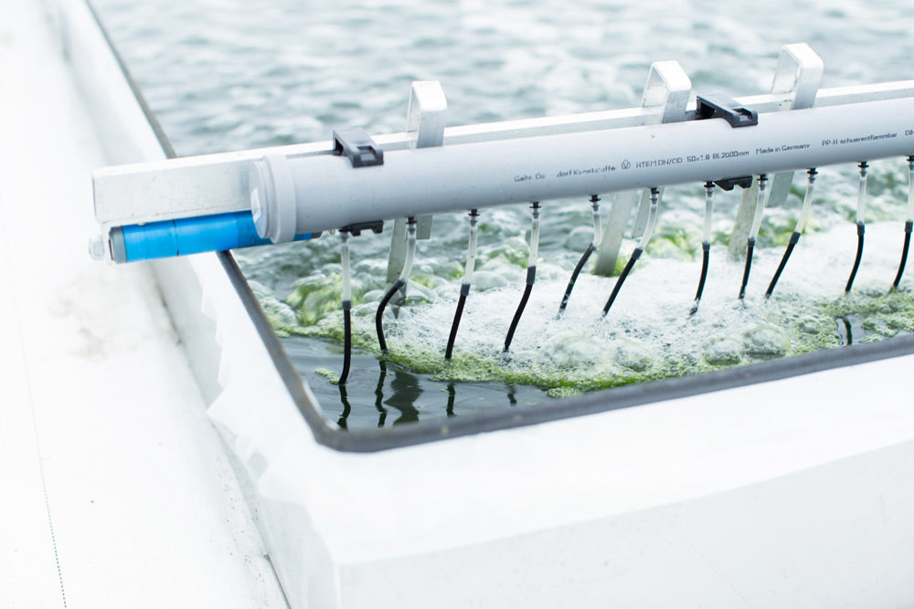 Spirulina - Was steckt eigentlich genau drin?